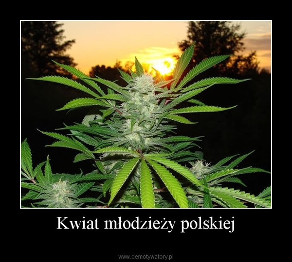 Kwiat młodzieży polskiej –   