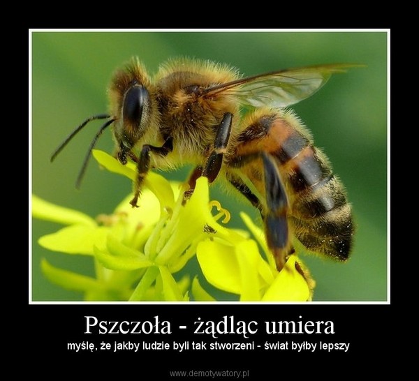 Pszczoła - żądląc umiera – myślę, że jakby ludzie byli tak stworzeni - świat byłby lepszy  
