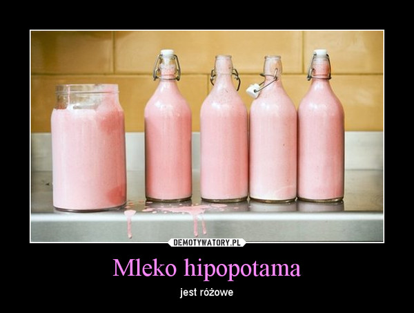 Mleko hipopotama –  jest różowe 
