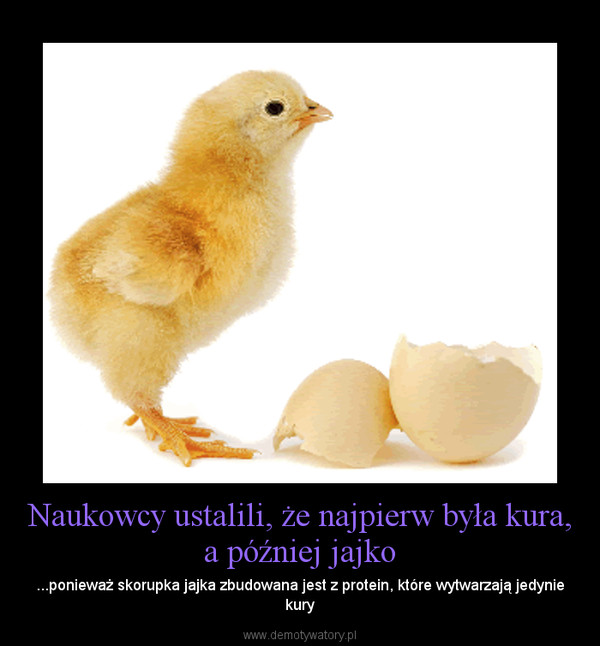 Naukowcy ustalili, że najpierw była kura, a później jajko – ...ponieważ skorupka jajka zbudowana jest z protein, które wytwarzają jedynie kury 