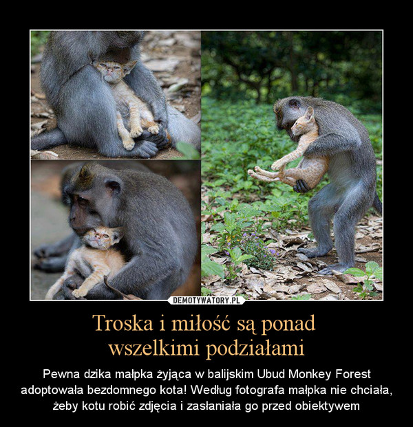 Troska i miłość są ponad wszelkimi podziałami – Pewna dzika małpka żyjąca w balijskim Ubud Monkey Forest adoptowała bezdomnego kota! Według fotografa małpka nie chciała, żeby kotu robić zdjęcia i zasłaniała go przed obiektywem 