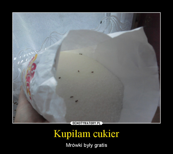 Kupiłam cukier – Mrówki były gratis 