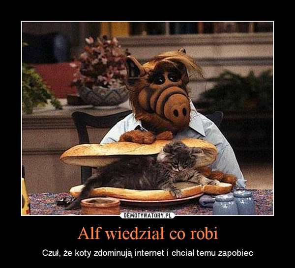 Alf wiedział co robi – Czuł, że koty zdominują internet i chciał temu zapobiec 