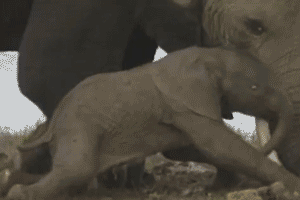 Matka słonia kładzie się dodając otuchy dziecku, które jeszcze nie potrafi wstać –  