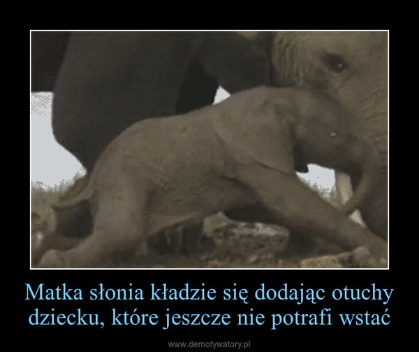 Matka słonia kładzie się dodając otuchy dziecku, które jeszcze nie potrafi wstać –  