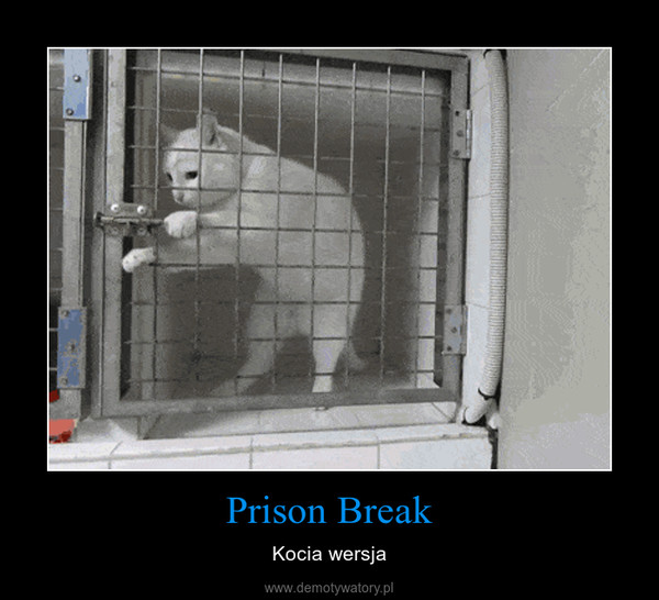 Prison Break – Kocia wersja 