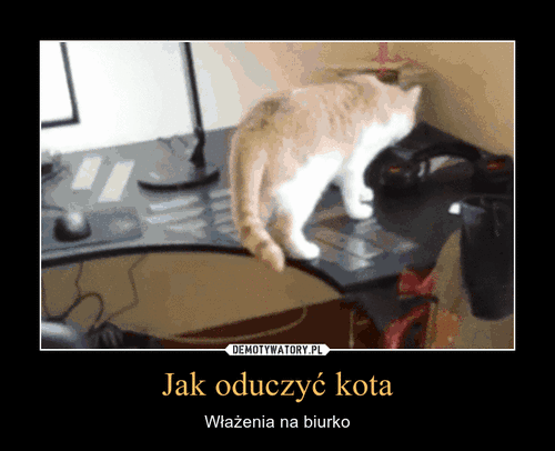 Jak oduczyć kota – Włażenia na biurko 