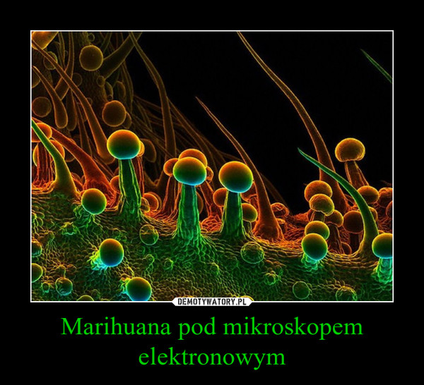 Marihuana pod mikroskopem elektronowym