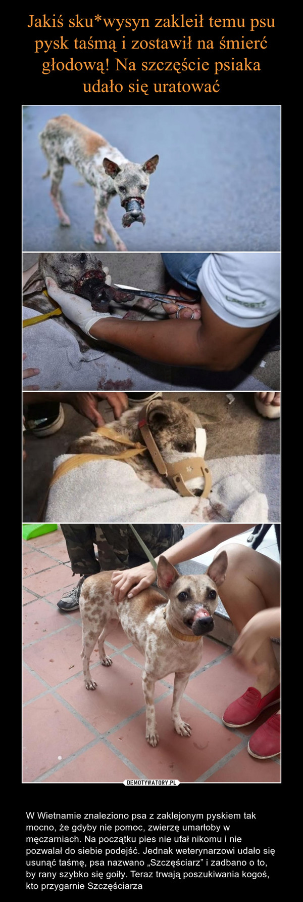  – W Wietnamie znaleziono psa z zaklejonym pyskiem tak mocno, że gdyby nie pomoc, zwierzę umarłoby w męczarniach. Na początku pies nie ufał nikomu i nie pozwalał do siebie podejść. Jednak weterynarzowi udało się usunąć taśmę, psa nazwano „Szczęściarz” i zadbano o to, by rany szybko się goiły. Teraz trwają poszukiwania kogoś, kto przygarnie Szczęściarza      