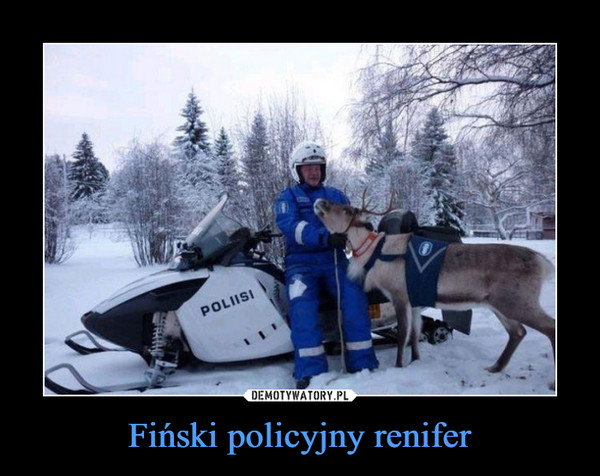 Fiński policyjny renifer –  