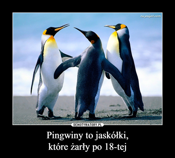 Pingwiny to jaskółki,
które żarły po 18-tej
