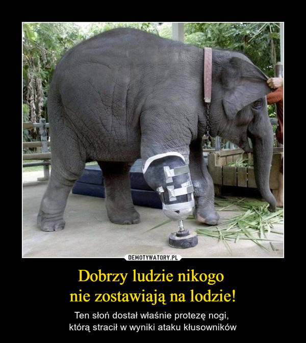Dobrzy ludzie nikogo nie zostawiają na lodzie! – Ten słoń dostał właśnie protezę nogi, którą stracił w wyniki ataku kłusowników 