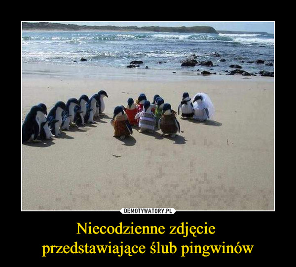 Niecodzienne zdjęcie przedstawiające ślub pingwinów –  