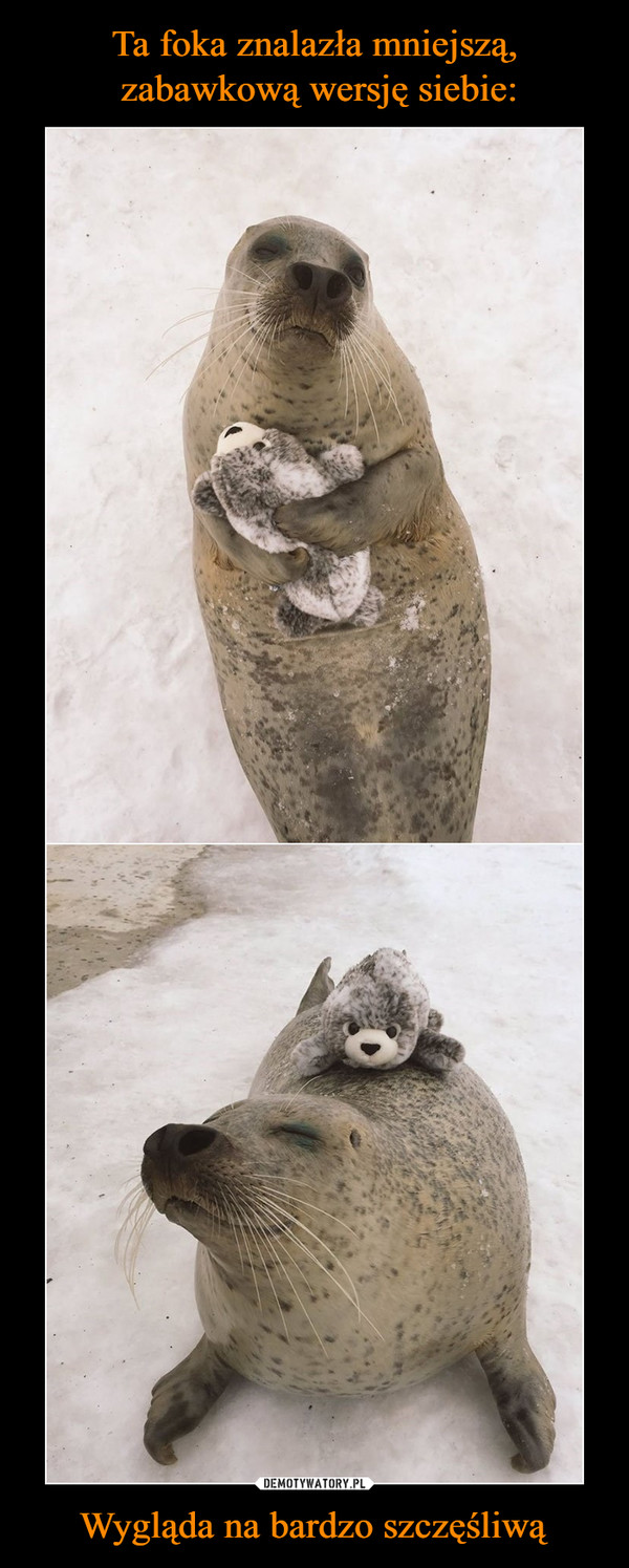 Ta foka znalazła mniejszą,
 zabawkową wersję siebie: Wygląda na bardzo szczęśliwą