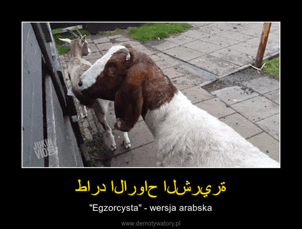 طارد الارواح الشريرة – "Egzorcysta" - wersja arabska 