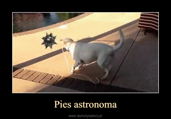 Pies astronoma –  