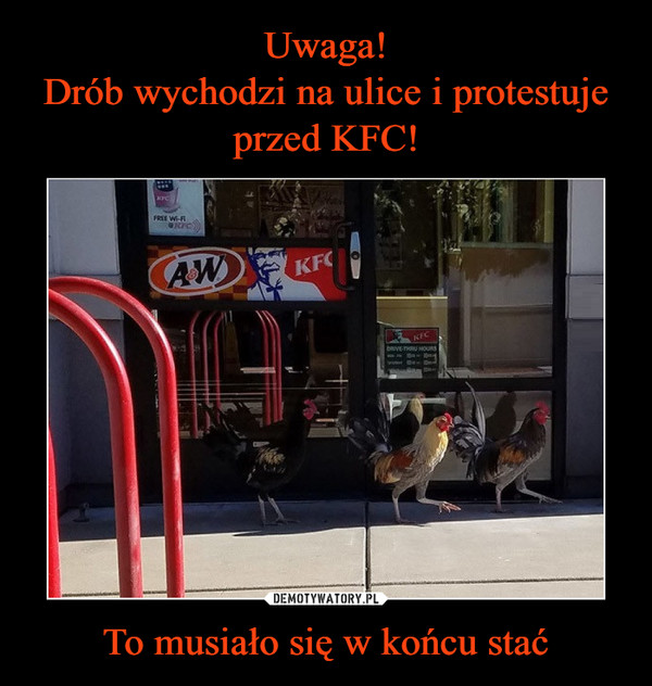 Uwaga!
Drób wychodzi na ulice i protestuje przed KFC! To musiało się w końcu stać