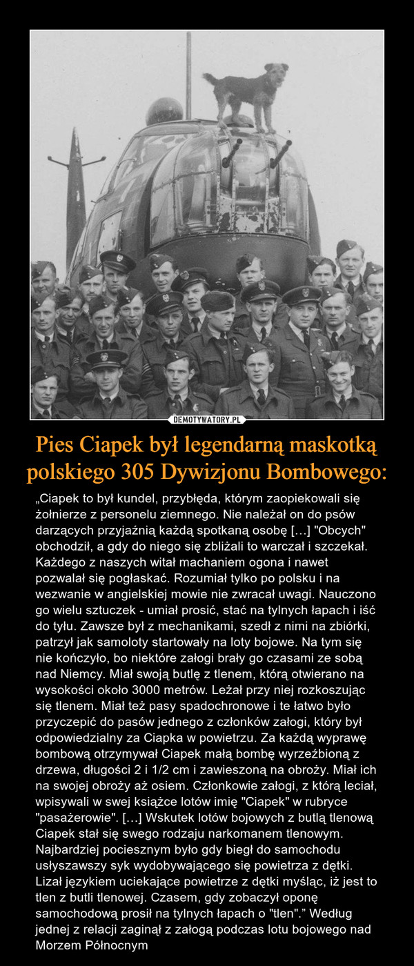 Pies Ciapek był legendarną maskotką polskiego 305 Dywizjonu Bombowego: – „Ciapek to był kundel, przybłęda, którym zaopiekowali się żołnierze z personelu ziemnego. Nie należał on do psów darzących przyjaźnią każdą spotkaną osobę […] "Obcych" obchodził, a gdy do niego się zbliżali to warczał i szczekał. Każdego z naszych witał machaniem ogona i nawet pozwalał się pogłaskać. Rozumiał tylko po polsku i na wezwanie w angielskiej mowie nie zwracał uwagi. Nauczono go wielu sztuczek - umiał prosić, stać na tylnych łapach i iść do tyłu. Zawsze był z mechanikami, szedł z nimi na zbiórki, patrzył jak samoloty startowały na loty bojowe. Na tym się nie kończyło, bo niektóre załogi brały go czasami ze sobą nad Niemcy. Miał swoją butlę z tlenem, którą otwierano na wysokości około 3000 metrów. Leżał przy niej rozkoszując się tlenem. Miał też pasy spadochronowe i te łatwo było przyczepić do pasów jednego z członków załogi, który był odpowiedzialny za Ciapka w powietrzu. Za każdą wyprawę bombową otrzymywał Ciapek małą bombę wyrzeźbioną z drzewa, długości 2 i 1/2 cm i zawieszoną na obroży. Miał ich na swojej obroży aż osiem. Członkowie załogi, z którą leciał, wpisywali w swej książce lotów imię "Ciapek" w rubryce "pasażerowie". […] Wskutek lotów bojowych z butlą tlenową Ciapek stał się swego rodzaju narkomanem tlenowym. Najbardziej pociesznym było gdy biegł do samochodu usłyszawszy syk wydobywającego się powietrza z dętki. Lizał językiem uciekające powietrze z dętki myśląc, iż jest to tlen z butli tlenowej. Czasem, gdy zobaczył oponę samochodową prosił na tylnych łapach o "tlen".” Według jednej z relacji zaginął z załogą podczas lotu bojowego nad Morzem Północnym 