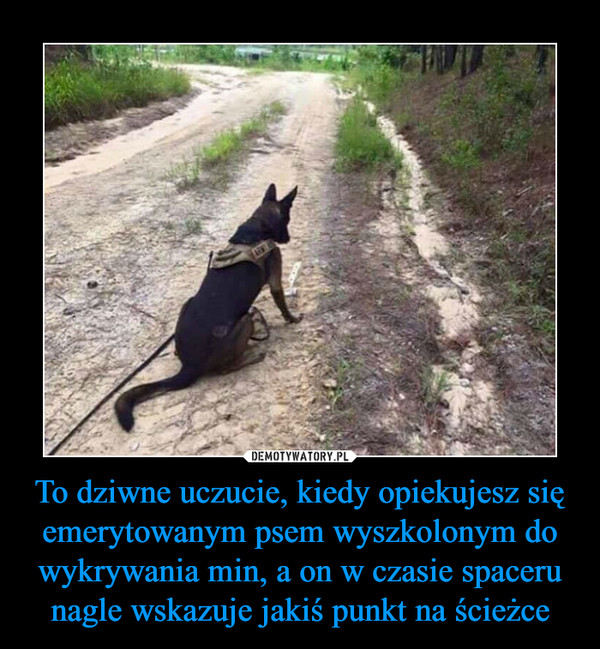 To dziwne uczucie, kiedy opiekujesz się emerytowanym psem wyszkolonym do wykrywania min, a on w czasie spaceru nagle wskazuje jakiś punkt na ścieżce –  