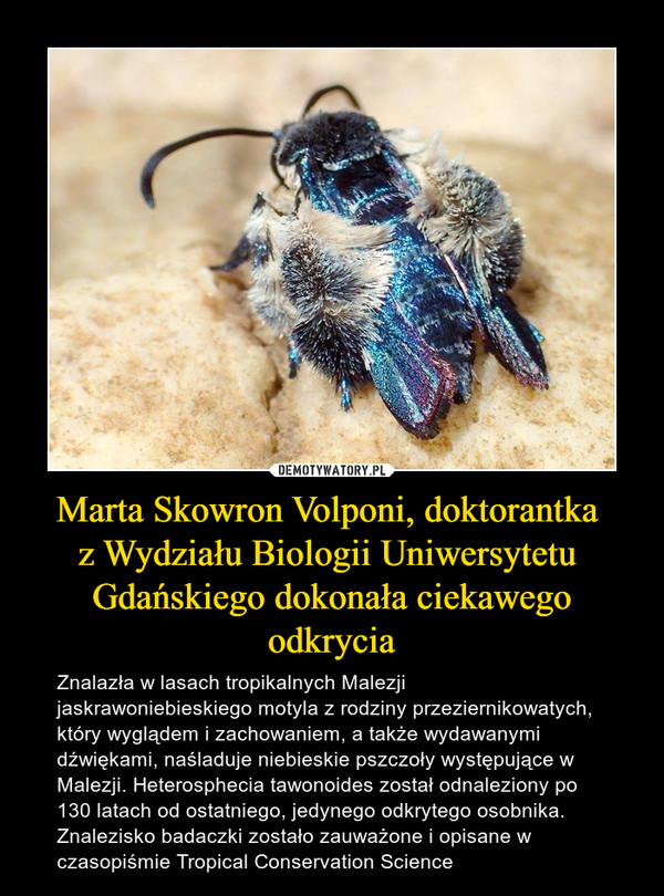 Marta Skowron Volponi, doktorantka z Wydziału Biologii Uniwersytetu Gdańskiego dokonała ciekawegoodkrycia – Znalazła w lasach tropikalnych Malezji jaskrawoniebieskiego motyla z rodziny przeziernikowatych, który wyglądem i zachowaniem, a także wydawanymi dźwiękami, naśladuje niebieskie pszczoły występujące w Malezji. Heterosphecia tawonoides został odnaleziony po 130 latach od ostatniego, jedynego odkrytego osobnika. Znalezisko badaczki zostało zauważone i opisane w czasopiśmie Tropical Conservation Science 