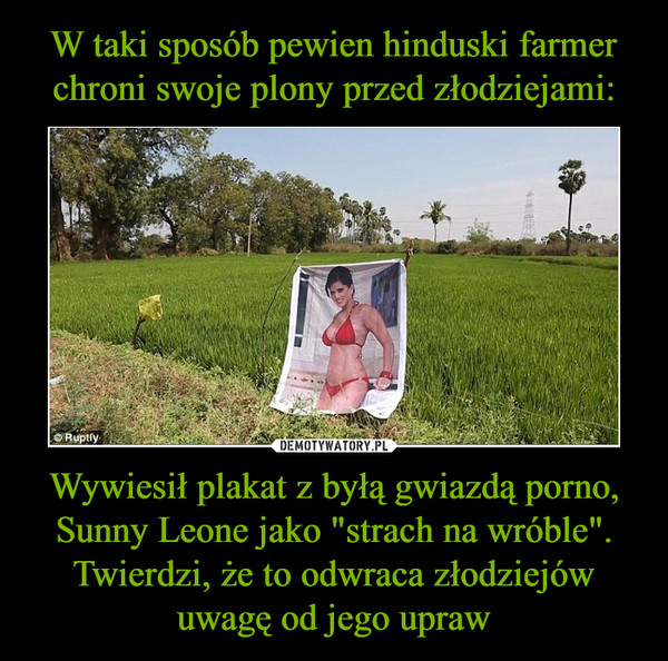 W taki sposób pewien hinduski farmer chroni swoje plony przed złodziejami: Wywiesił plakat z byłą gwiazdą porno, Sunny Leone jako "strach na wróble". Twierdzi, że to odwraca złodziejów uwagę od jego upraw
