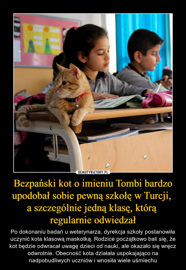 Bezpański kot o imieniu Tombi bardzo upodobał sobie pewną szkołę w Turcji, 
a szczególnie jedną klasę, którą 
regularnie odwiedzał