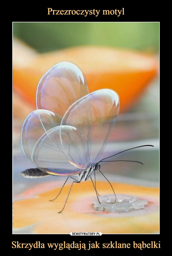 Przezroczysty motyl Skrzydła wyglądają jak szklane bąbelki