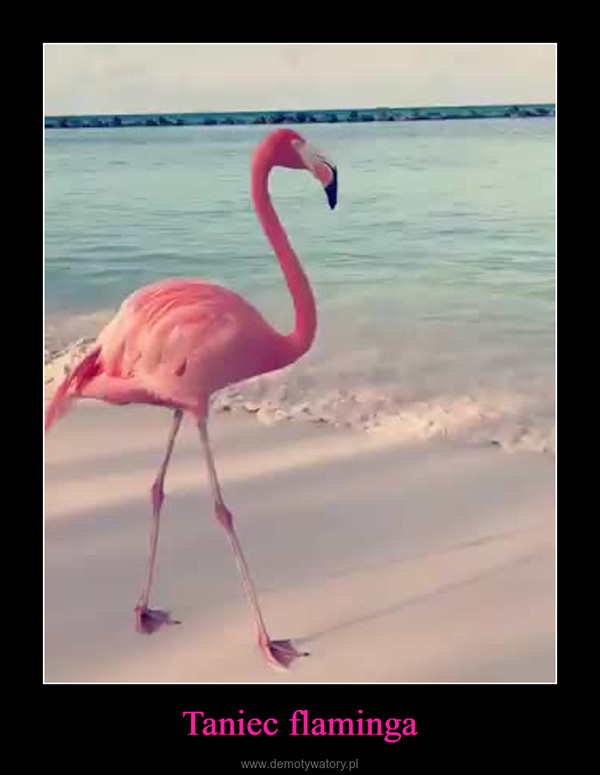 Taniec flaminga –  