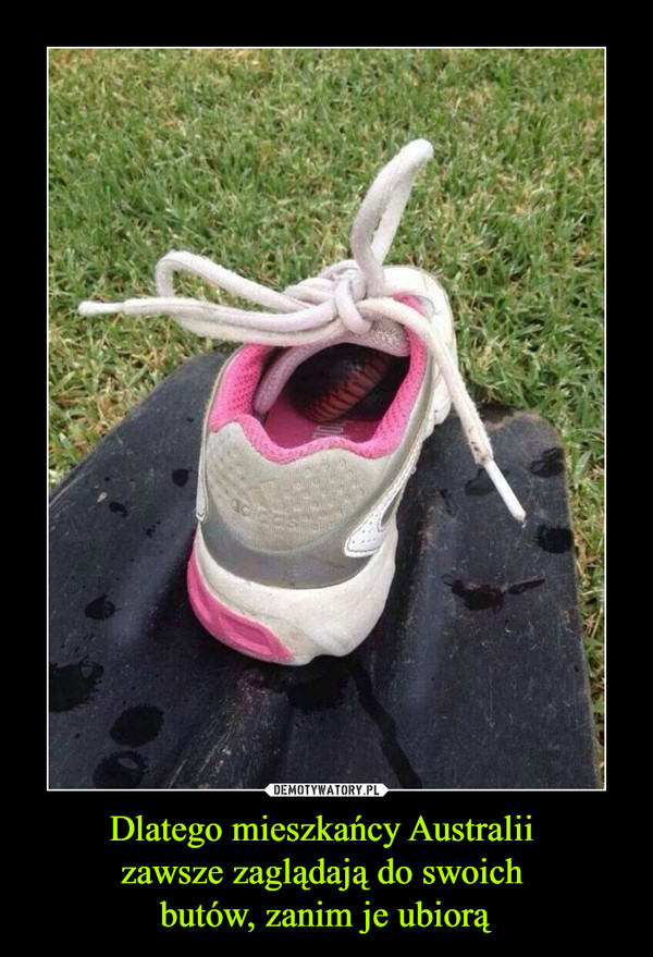 Dlatego mieszkańcy Australii zawsze zaglądają do swoich butów, zanim je ubiorą –  