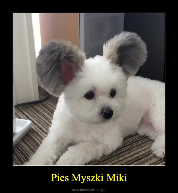 Pies Myszki Miki –  