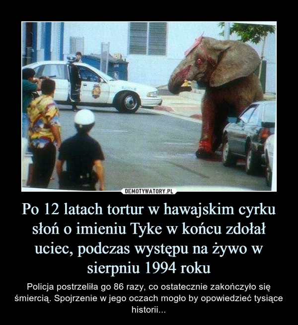 Po 12 latach tortur w hawajskim cyrku słoń o imieniu Tyke w końcu zdołał uciec, podczas występu na żywo w sierpniu 1994 roku – Policja postrzeliła go 86 razy, co ostatecznie zakończyło się śmiercią. Spojrzenie w jego oczach mogło by opowiedzieć tysiące historii... 