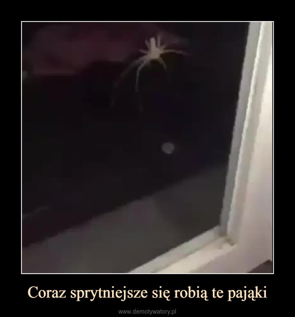 Coraz sprytniejsze się robią te pająki –  