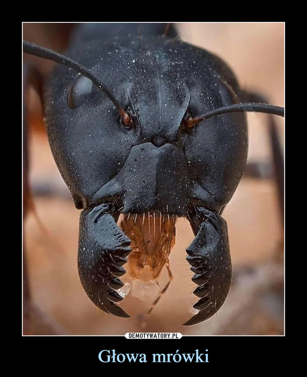 Głowa mrówki –  