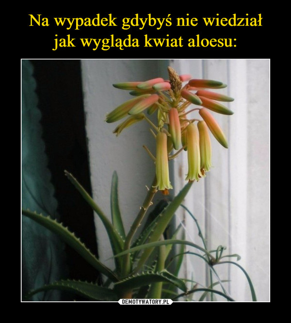 Na wypadek gdybyś nie wiedział
jak wygląda kwiat aloesu: