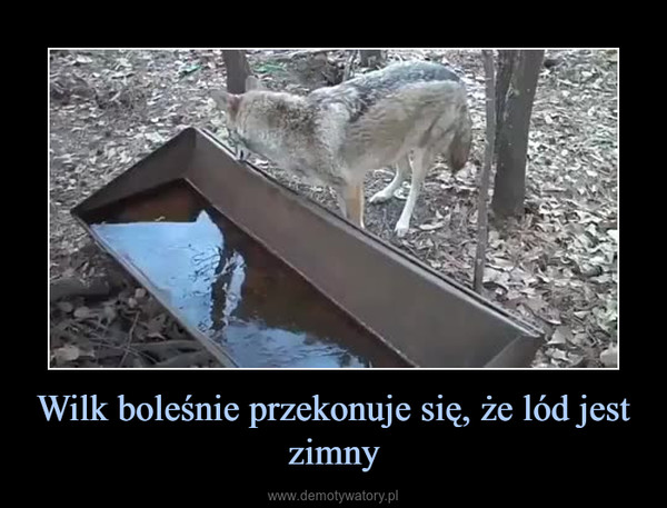 Wilk boleśnie przekonuje się, że lód jest zimny –  