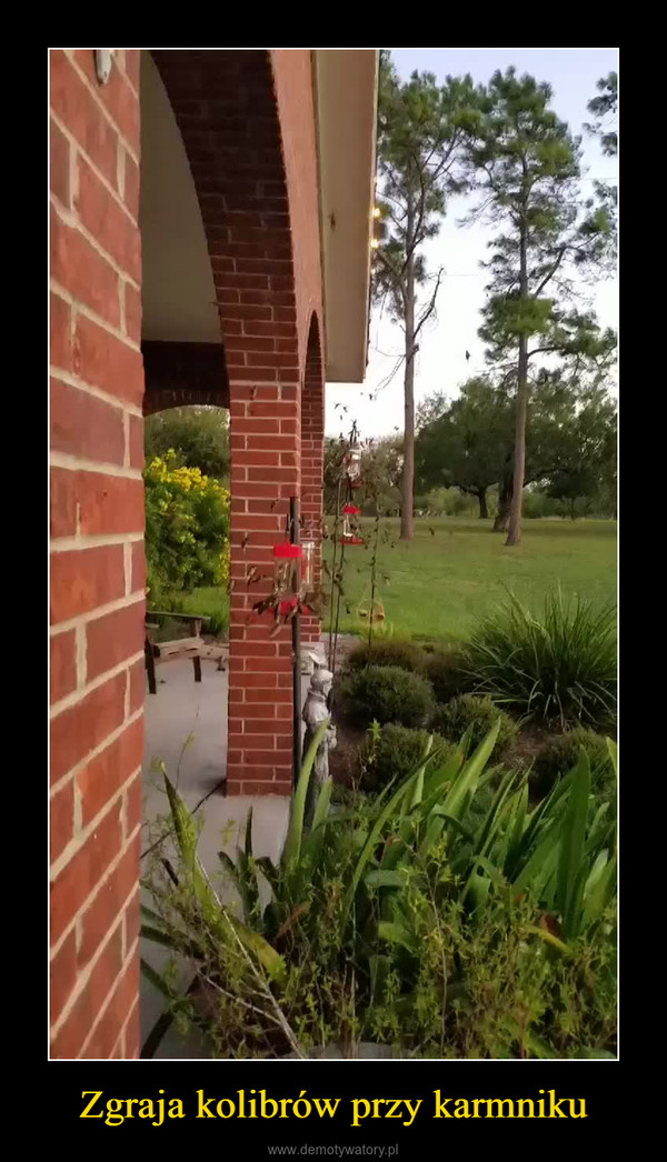 Zgraja kolibrów przy karmniku –  