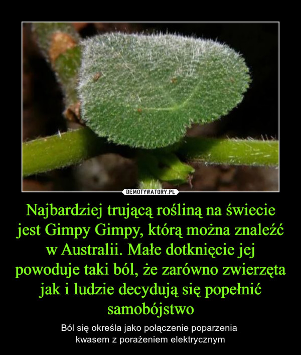 Najbardziej trującą rośliną na świecie jest Gimpy Gimpy, którą można znaleźć w Australii. Małe dotknięcie jej powoduje taki ból, że zarówno zwierzęta jak i ludzie decydują się popełnić samobójstwo