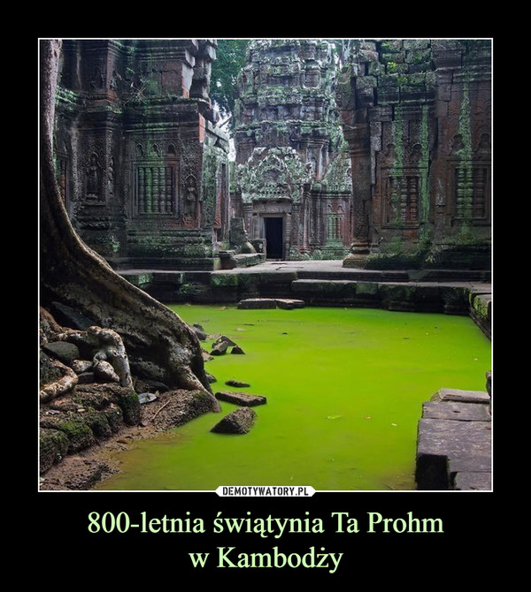 800-letnia świątynia Ta Prohm
w Kambodży