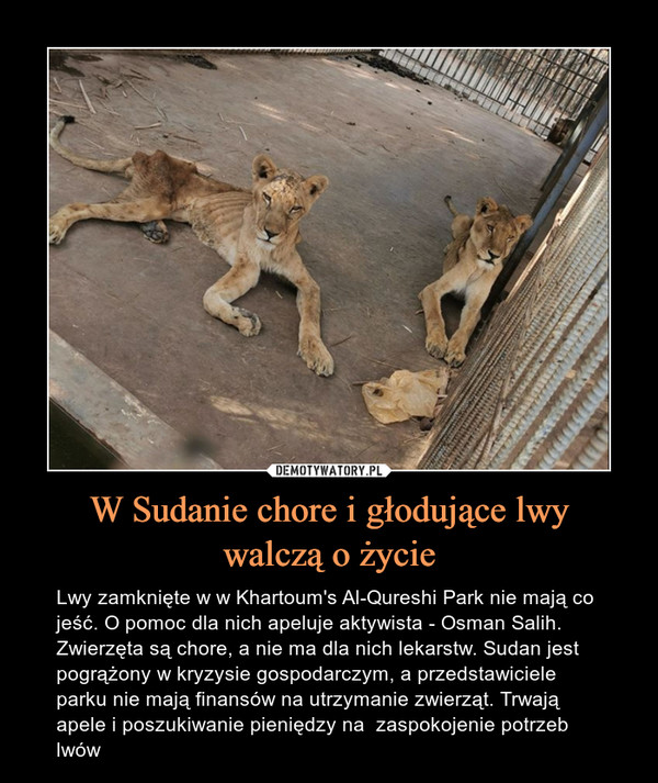 W Sudanie chore i głodujące lwywalczą o życie – Lwy zamknięte w w Khartoum's Al-Qureshi Park nie mają co jeść. O pomoc dla nich apeluje aktywista - Osman Salih. Zwierzęta są chore, a nie ma dla nich lekarstw. Sudan jest pogrążony w kryzysie gospodarczym, a przedstawiciele parku nie mają finansów na utrzymanie zwierząt. Trwają apele i poszukiwanie pieniędzy na  zaspokojenie potrzeb lwów 