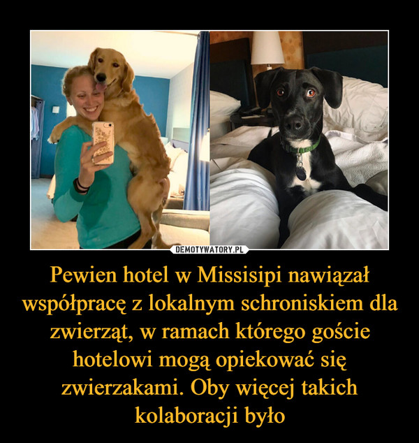 Pewien hotel w Missisipi nawiązał współpracę z lokalnym schroniskiem dla zwierząt, w ramach którego goście hotelowi mogą opiekować się zwierzakami. Oby więcej takich kolaboracji było –  