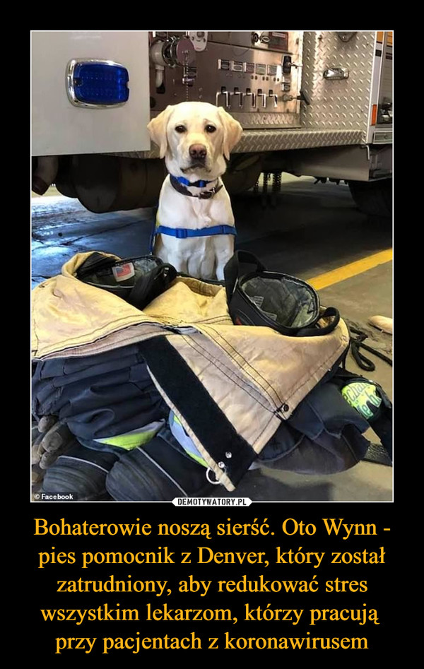 Bohaterowie noszą sierść. Oto Wynn - pies pomocnik z Denver, który został zatrudniony, aby redukować stres wszystkim lekarzom, którzy pracują 
przy pacjentach z koronawirusem