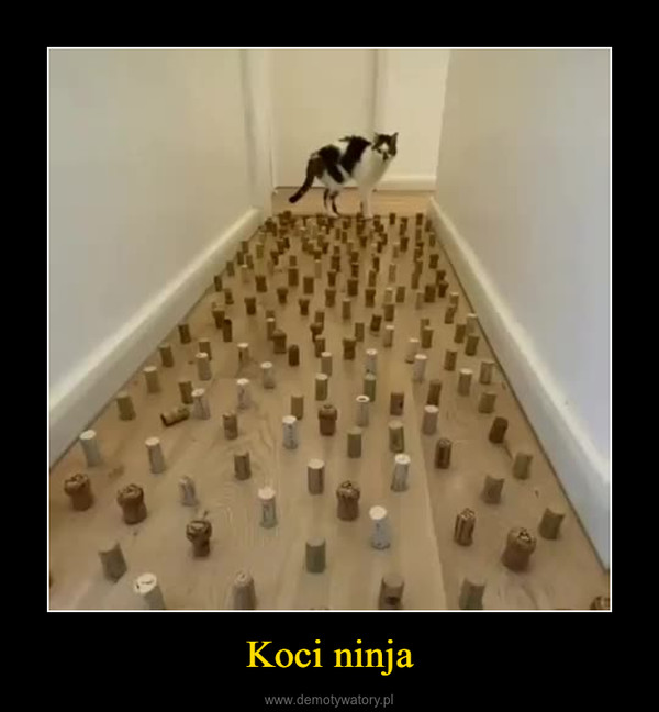 Koci ninja –  