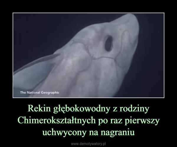 Rekin głębokowodny z rodziny Chimerokształtnych po raz pierwszy uchwycony na nagraniu –  
