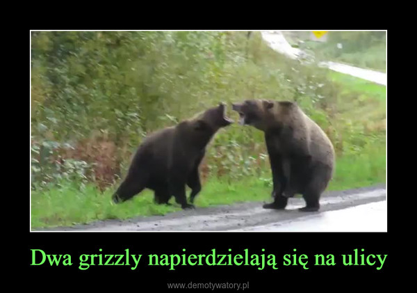 Dwa grizzly napierdzielają się na ulicy –  