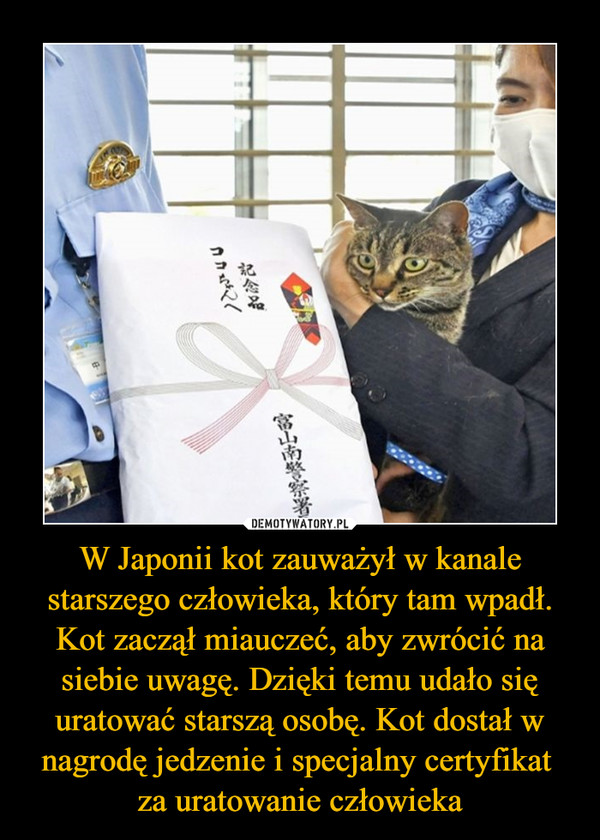 W Japonii kot zauważył w kanale starszego człowieka, który tam wpadł. Kot zaczął miauczeć, aby zwrócić na siebie uwagę. Dzięki temu udało się uratować starszą osobę. Kot dostał w nagrodę jedzenie i specjalny certyfikat za uratowanie człowieka –  