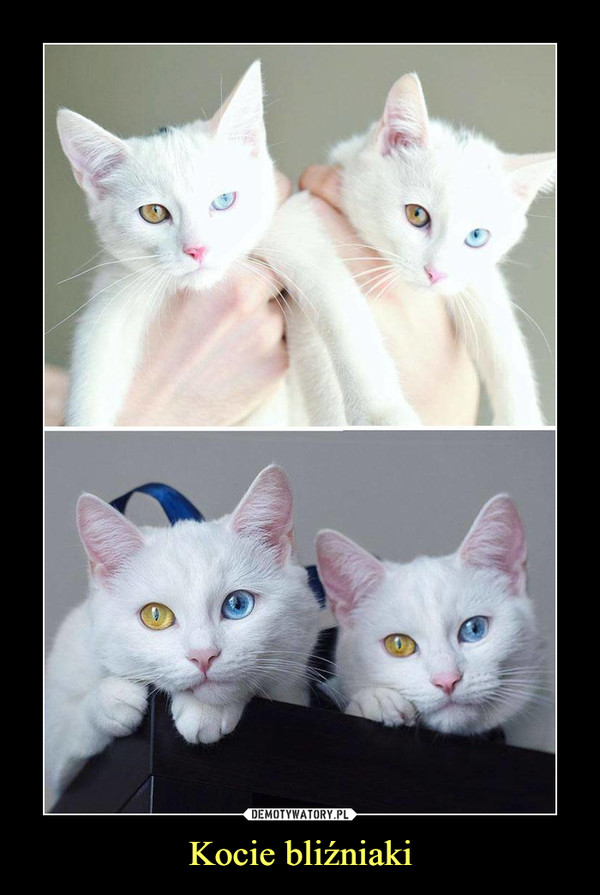Kocie bliźniaki