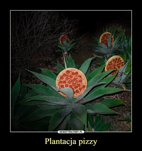 Plantacja pizzy