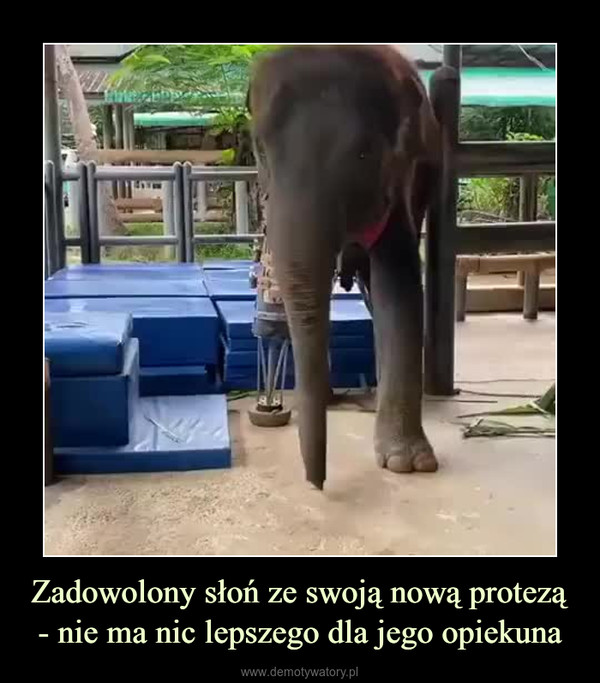 Zadowolony słoń ze swoją nową protezą- nie ma nic lepszego dla jego opiekuna –  