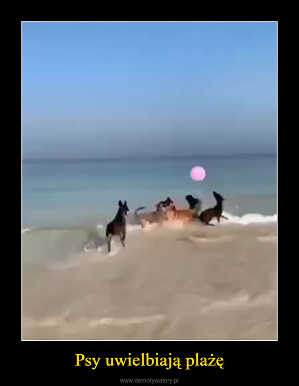 Psy uwielbiają plażę –  