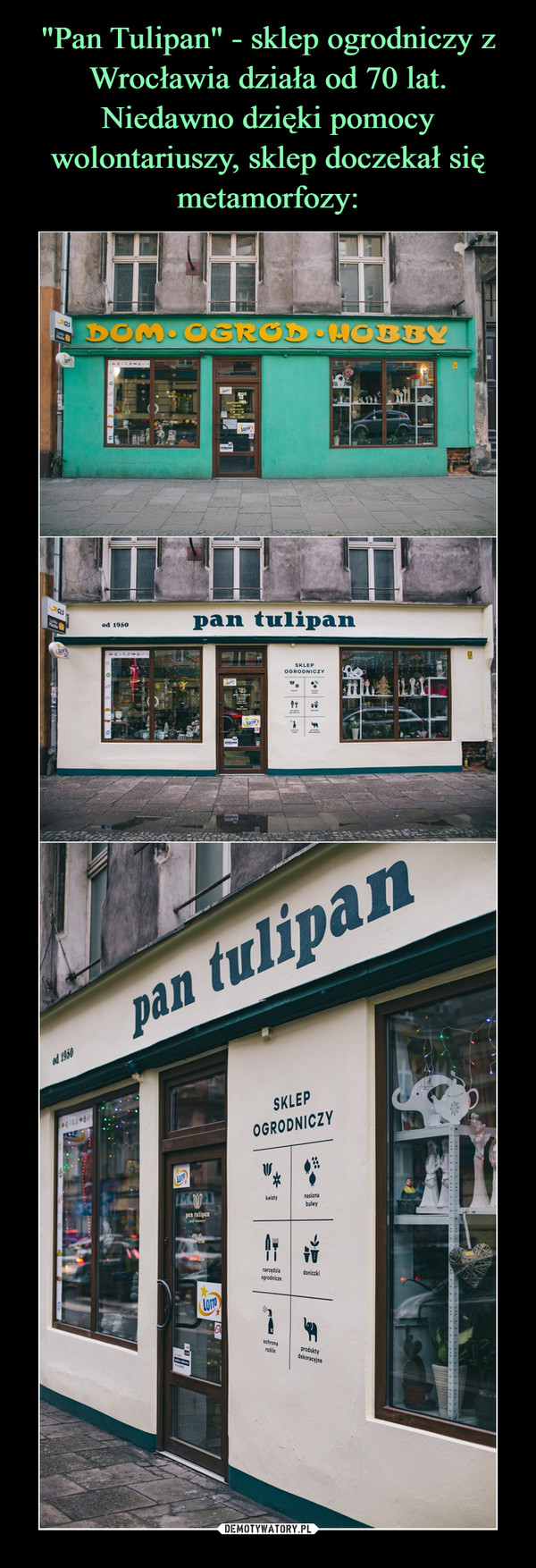 "Pan Tulipan" - sklep ogrodniczy z Wrocławia działa od 70 lat. Niedawno dzięki pomocy wolontariuszy, sklep doczekał się metamorfozy: